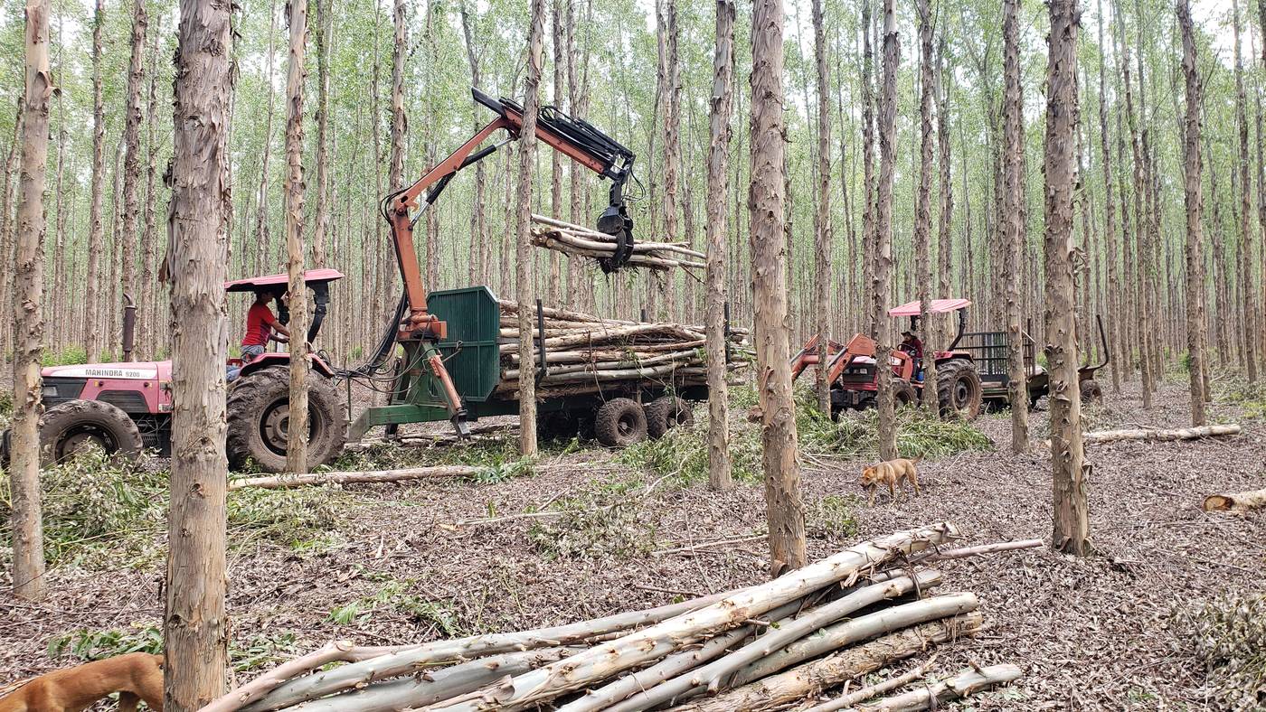 Grúa forestal cargando rollos dentro del rodal