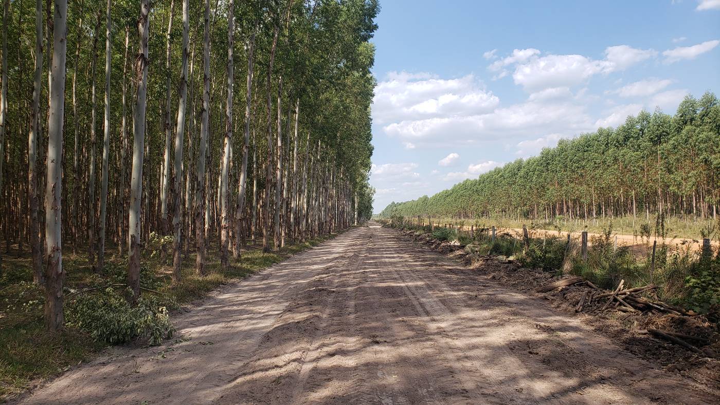 Camino entre rodales de la plantación