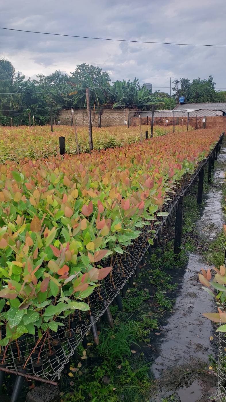 Hileras de plantines en el vivero