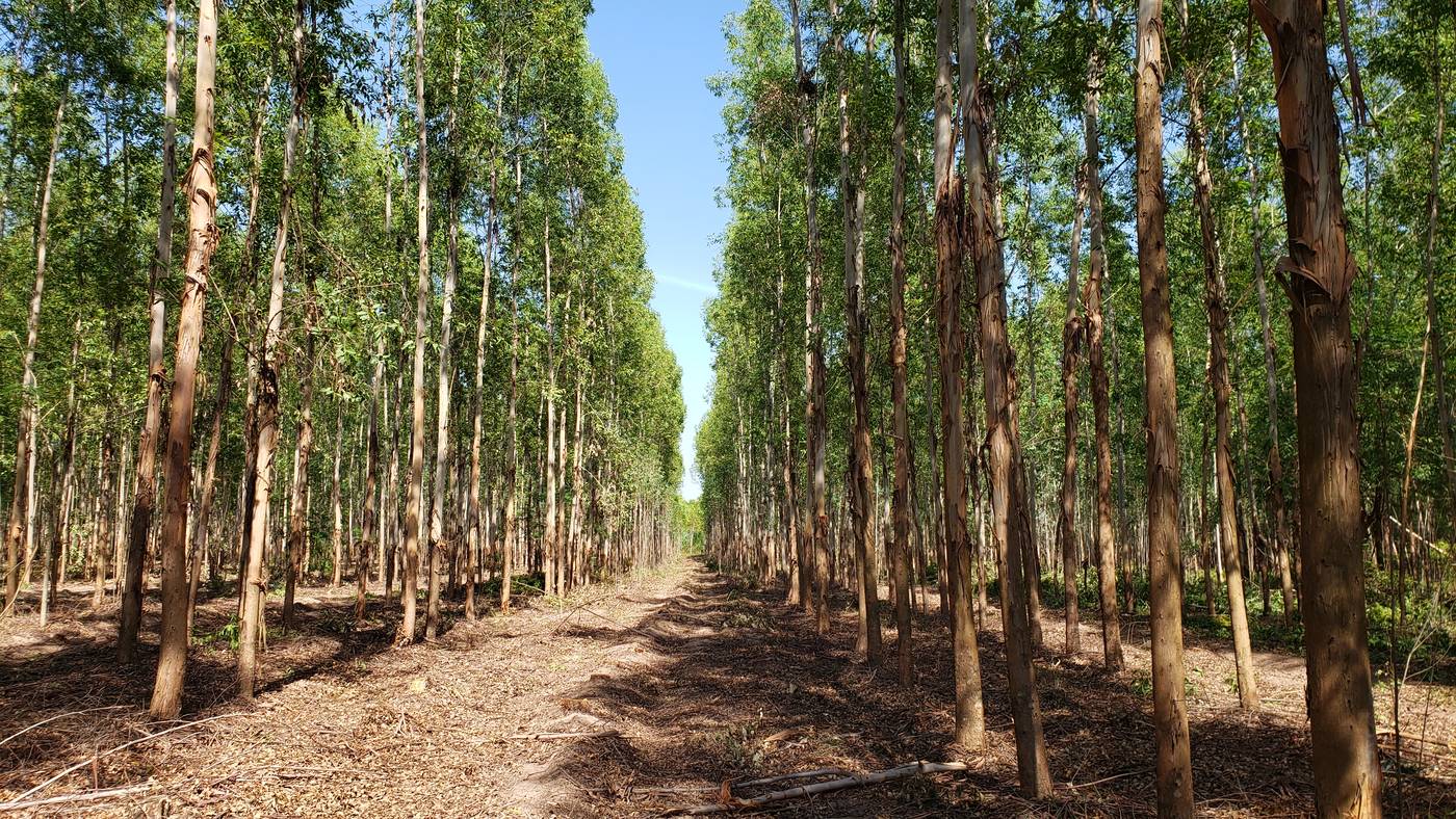 Calle en un rodal adulto de la plantación
