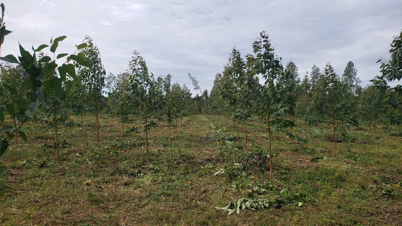 Plantación joven en crecimiento