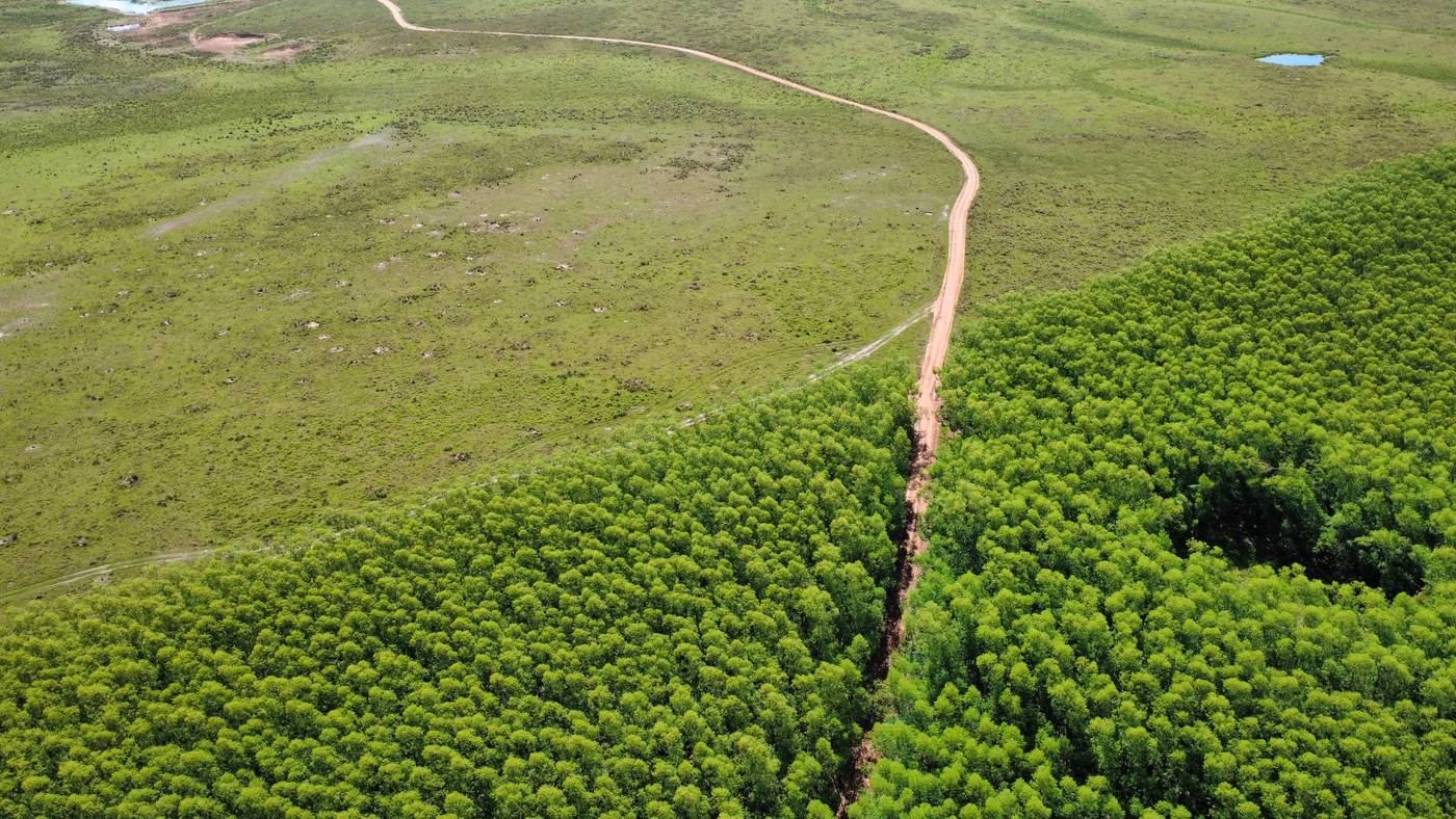 Vista aérea del borde de una plantación junto al campo